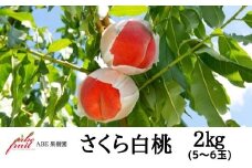 No.2304もも　さくら白桃約2kg【2025年発送　先行予約】