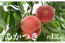 No.2338もも（あかつき約1.2kg）【2025年発送　先行予約】