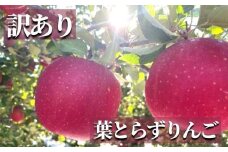 No.2437 訳あり 葉とらずりんご  サンふじ ご家庭用 約5kg【2025年度発送】