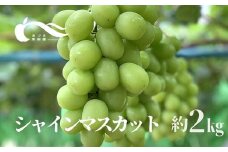 No.2334ぶどう（シャインマスカット）（約2kg）【2025年発送　先行予約】