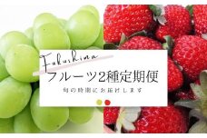 No.2276フルーツ2種定期便 シャインマスカット/いちご【2025年～2026年発送】