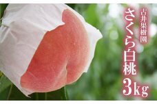 No.2416もも 晩成種「さくら白桃」約3kg【2025年発送 先行予約】