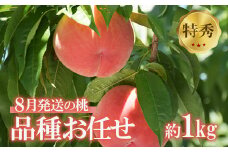 No.2436菅野房吉商店　8月発送の桃 品種お任せ　特秀品 1kg【2025年発送　先行予約】