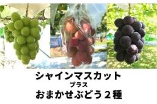 No.2504くるま農園　シャインマスカットとぶどう2種（全3房）【2025年発送　先行予約】