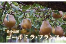 No.2233ヤマ考紺野果樹園 ゴールド ラフランス 約3kg【2025年発送　先行予約】