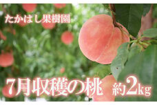 No.2530たかはし果樹園の桃　7月収穫 福島市産 白桃 品種 おまかせ (ちよひめ、日川白鳳、暁星、白鳳、あかつき) 約2kg【2025年発送　先行予約】