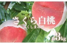 No.2515 もも　特秀「さくら白桃」約3kg【2025年発送】