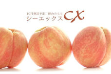No.2580希少品種CX/シ－エックス 約3kg【2025年発送】