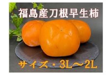 No.2582刀根早生柿（種ナシ）約7kg【2025年発送】