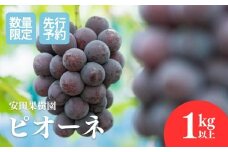 No.2610ぶどう　ピオーネ約1kg以上【2025年発送　先行予約】