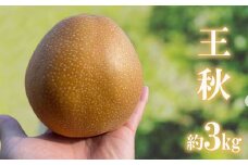No.2735旬の特選梨 王秋 約3kg【2025年発送　先行予約】
