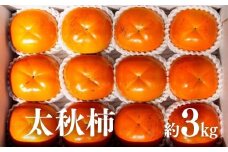 No.2859 太秋柿　約3kg【2025年発送】