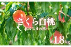 No.2887もも 晩成種「さくら白桃」 約1.8kg【2025年発送】