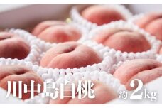 No.2723【先行予約】福島市産　川中島白桃　約2kg【2025年発送】