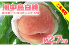 No.2986もも「川中島白桃」ご家庭用　約2.7kg【2025年発送】