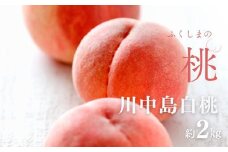 No.2993 「川中島白桃」約2kg(5～7玉)【2025年発送】