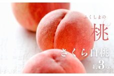 No.2996 さくら白桃 福島県福島市産 約3kg(6～10玉)【2025年発送】