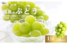 No.3019 ぶどう 希少品種 バイオレットキング 1房(約700g以上)【2025年発送】