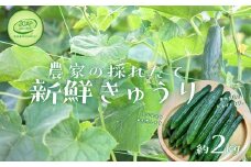 No.2973 JGAP農家の採れたて新鮮きゅうり　約2kg 秀級品
