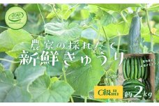 No.2975 JGAP農家の採れたて新鮮きゅうり　約2kg C級品