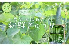 No.2974 JGAP農家の採れたて新鮮きゅうり　約5kg 秀級品