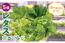 植物工場で育てた5種のレタス食べくらべセット 10パック F23R-784