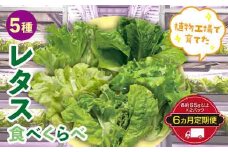 定期便 6ヶ月連続 植物工場で育てた5種のレタス食べくらべセット 10パック F23R-786