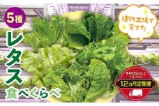 定期便 12ヶ月連続 植物工場で育てた5種のレタス食べくらべセット 10パック F23R-787