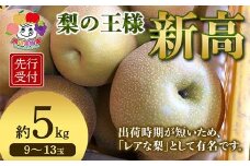 ＜先行予約＞梨の王様 新高 約5kg（9～13玉） 梨 なし ナシ 梨 デザート フルーツ 果物 くだもの 果実 食品 F23R-942