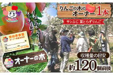 りんごの木のオーナー1本 サンふじ 葉とらずりんご F21R-885
