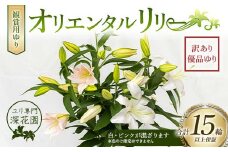 ユリ専門＜深花園＞観賞用ゆり オリエンタルリリー 訳あり優品ゆり （15輪以上保証） 植物 フラワー 花 F23R-545