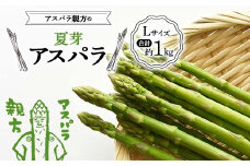 《先行予約》アスパラ親方の夏芽アスパラ Lサイズ 合計約1kg F23R-617