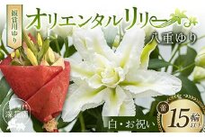 ユリ専門＜深花園＞観賞用ゆり オリエンタルリリー 八重ゆり ＜白・お祝い＞ 蕾15輪以上 F23R-952