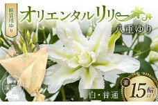 ユリ専門＜深花園＞観賞用ゆり オリエンタルリリー 八重ゆり ＜白・普通＞ 蕾15輪以上 F23R-951