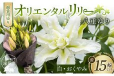 ユリ専門＜深花園＞観賞用ゆり オリエンタルリリー 八重ゆり ＜白・おくやみ＞ 蕾15輪以上 F23R-953