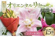 ユリ専門＜深花園＞観賞用ゆり オリエンタルリリー 八重ゆり ＜ピンク・お祝い＞ 蕾15輪以上 F23R-955