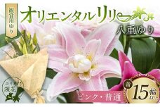 ユリ専門＜深花園＞観賞用ゆり オリエンタルリリー 八重ゆり ＜ピンク・普通＞ 蕾15輪以上 F23R-954