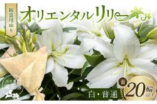 ユリ専門＜深花園＞観賞用ゆり オリエンタルリリー ＜白・普通＞ 蕾20輪以上 F23R-958