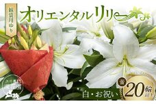 ユリ専門＜深花園＞観賞用ゆり オリエンタルリリー ＜白・お祝い＞ 蕾20輪以上 F23R-959