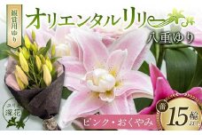 ユリ専門＜深花園＞観賞用ゆり オリエンタルリリー 八重ゆり ＜ピンク・おくやみ＞ 蕾15輪以上 F23R-956