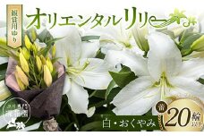 ユリ専門＜深花園＞観賞用ゆり オリエンタルリリー ＜白・おくやみ＞ 蕾20輪以上 F23R-960