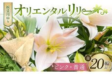 ユリ専門＜深花園＞観賞用ゆり オリエンタルリリー ＜ピンク・普通＞ 蕾20輪以上 F23R-961