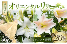 ユリ専門＜深花園＞観賞用ゆり オリエンタルリリー ＜ミックス・普通＞ 蕾20輪以上 F23R-964