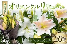ユリ専門＜深花園＞観賞用ゆり オリエンタルリリー ＜ミックス・おくやみ＞ 蕾20輪以上 F23R-966