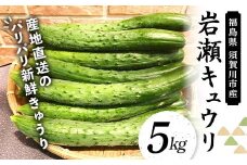 福島県須賀川市産 岩瀬キュウリ5kg 産地直送のパリパリ新鮮きゅうり F7X-0133