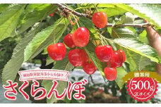 さくらんぼ 佐藤錦 紅秀峰 紅てまり どれか1品種 500g 2L 贈答用 ＜有我果樹園＞ さくらんぼ サクランボ チェリー デザート フルーツ 果物 くだもの 果実 食品 F7X-0279