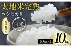 2024年産 特別栽培米 太地米完熟 【こしひかり】 白米 10kg ブランド米 お米 精米 白米 人気 F7X-0314