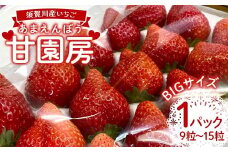 須賀川産いちご「甘園房～あまえんぼう～」BIGサイズ 1パック(9粒～15粒) いちご イチゴ 苺 デザート フルーツ 果物 くだもの 果実 食品 F7X-0155