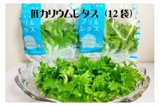 低カリウムレタス（12袋セット）　【07208-0090】