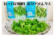 【定期便】低カリウムレタス（毎月6ヶ月お届け）　【07208-0092】
